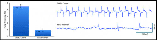 A bar graph showing C. elegans EPG rate with and without fennel treatment. Example EPG waveforms are displayed for both populations.