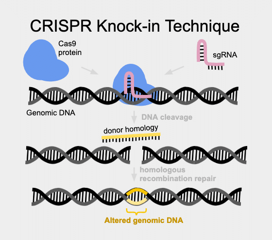 CRISPR-knock-in-technique