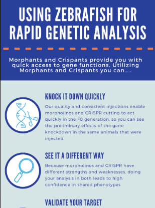 Rapid genetic analysis using zebrafish