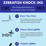 6 key steps to a successful zebrafish knock-in