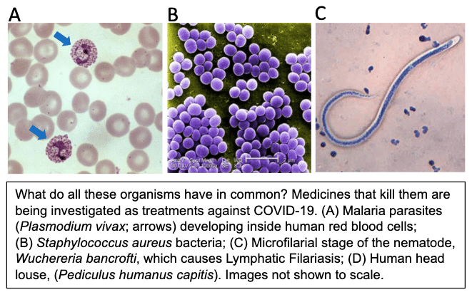 Bacteria, protozoa and nematodes, oh my!: seeking new drugs against