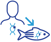 zebrafish-icon