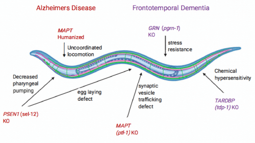 C. elegans as a transgenic model for studying Alzheimer's Disease (AD) and Frontotemporal Dementia (FD)