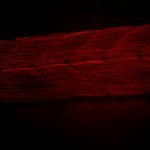 Visualizing slow muscle fibers in trunk muscle. The images show mCherry expression in slow muscle fibers in trunk muscle at different magnifications (lateral view). Using CRISPR injection mix, the subcellular localization of the protein is easily visible in the higher magnification image.