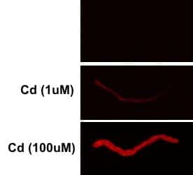 Test Metal Sensitivity - C. elegans exposed to Cadmium.