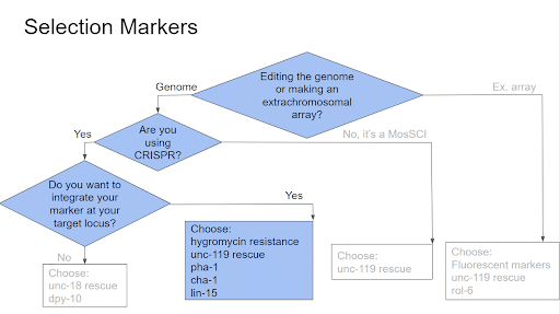 selection markers
