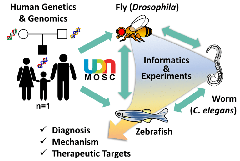 zebrafish&UDN figure 2