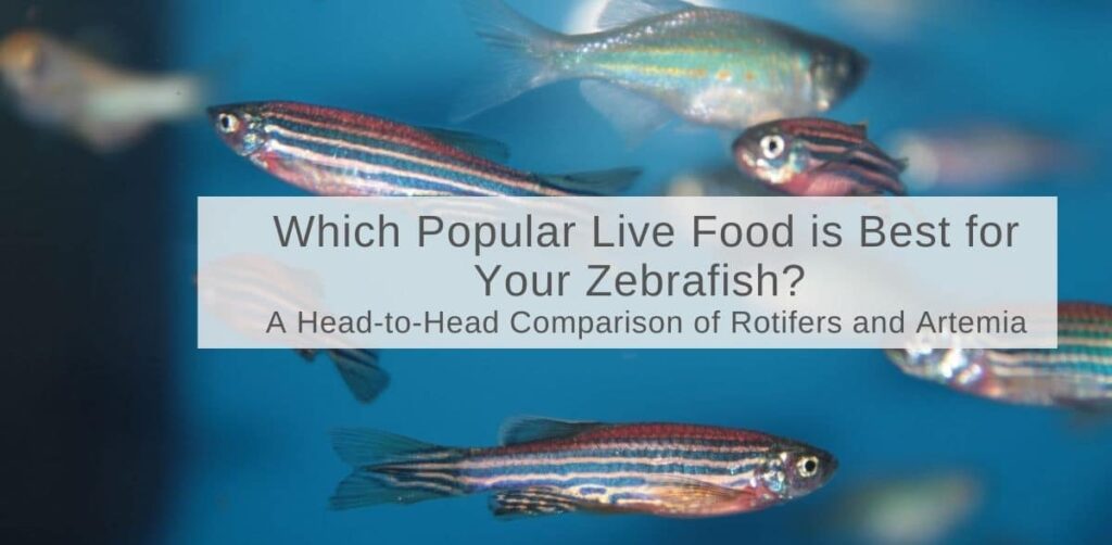 Which popular live food is best for your zebrafish?