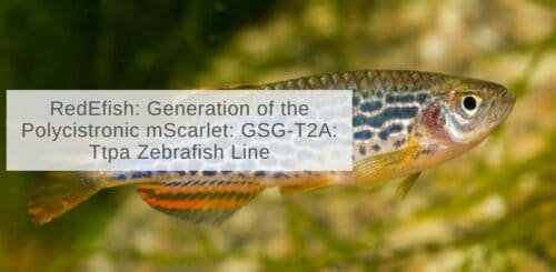 RedEfish: Generation of the Polycistronic mScarlet: GSG-T2A: Ttpa Zebrafish Line