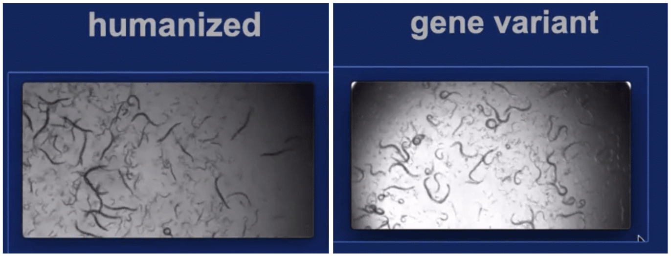 Figure 4. Photos from video recording of animals used to quantify the locomotion and morphology: Gene-swapped STXBP1 sequence shows a significant level of activity (left). The genomic variant shows less activity (right).