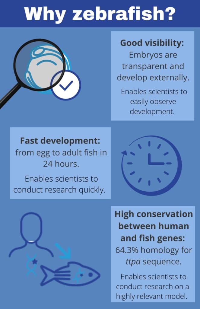 Why zebrafish