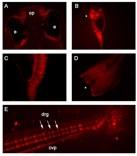 In vivo fluorescence detected in 7 and 14 days post-fertilization RedEfish.