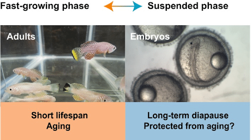 Figure 4: Two different phases of lifespan in killifish (Hu, C. K., & Brunet, A. (2018)