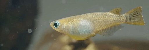 image of a medaka fish