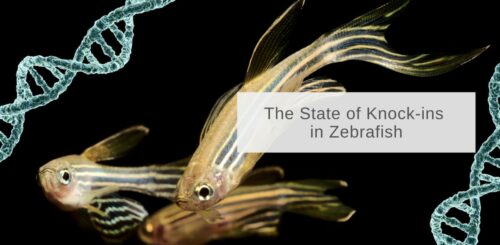 state of knock-ins in zebrafish