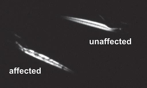 dystrophic zebrafish larvae using a birefringence assay