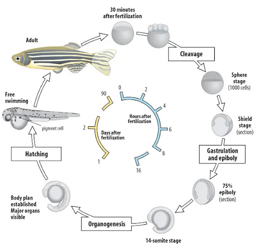 Figure 2. The life cycle of zebrafish (Ramcharran, 2016).