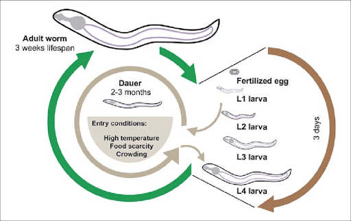 Figure 3. The lifecycle of the C. elegans (Ewald, Castillo-Quan & Blackwell, 2017).