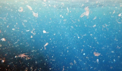 Microplastics in seawater and, sometime later, your body