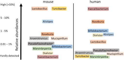 human vs mouse microbiome