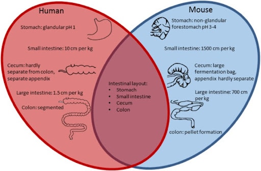 Comparison of the intestinal tract features of human and mouse - the main similarities and differences displayed as a Venn diagram