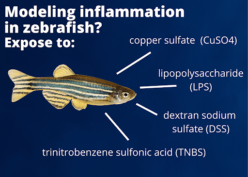 zfish inflammation