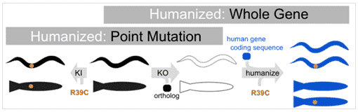 Humanized: Whole Gene & Point of Mutation | InVivo Biosystems