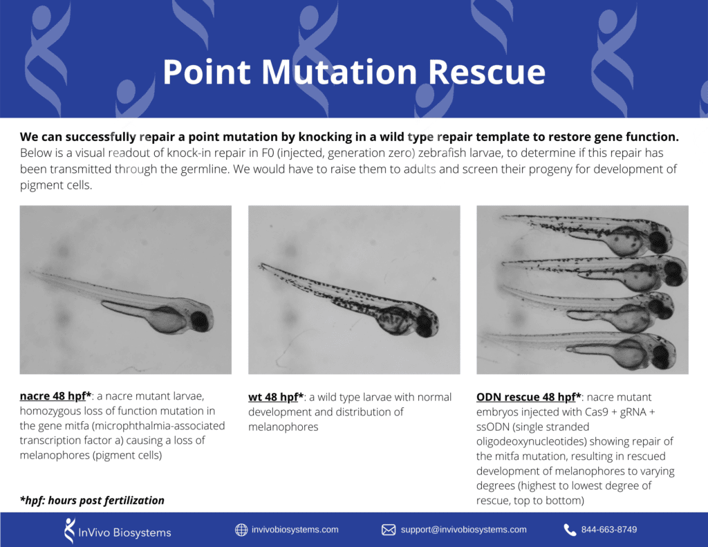 Point Mutation Rescueimage