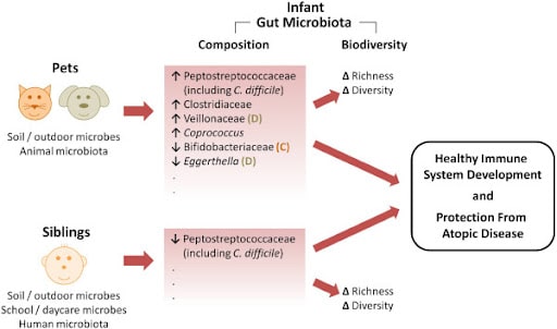 Figure 2. Model for the possible influence of pets and siblings on infant gut microbiota and subsequent development of atopic disease (Azad et al., 2013).