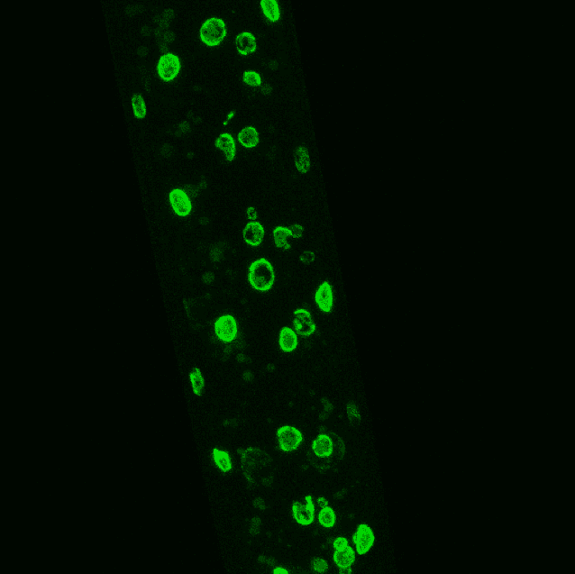 Fluorescent Tagging of Intestinal nuclei from late L4 worms | InVivo Biosystems