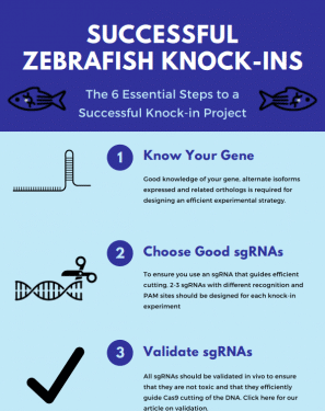 Zebrafish knock-in project.