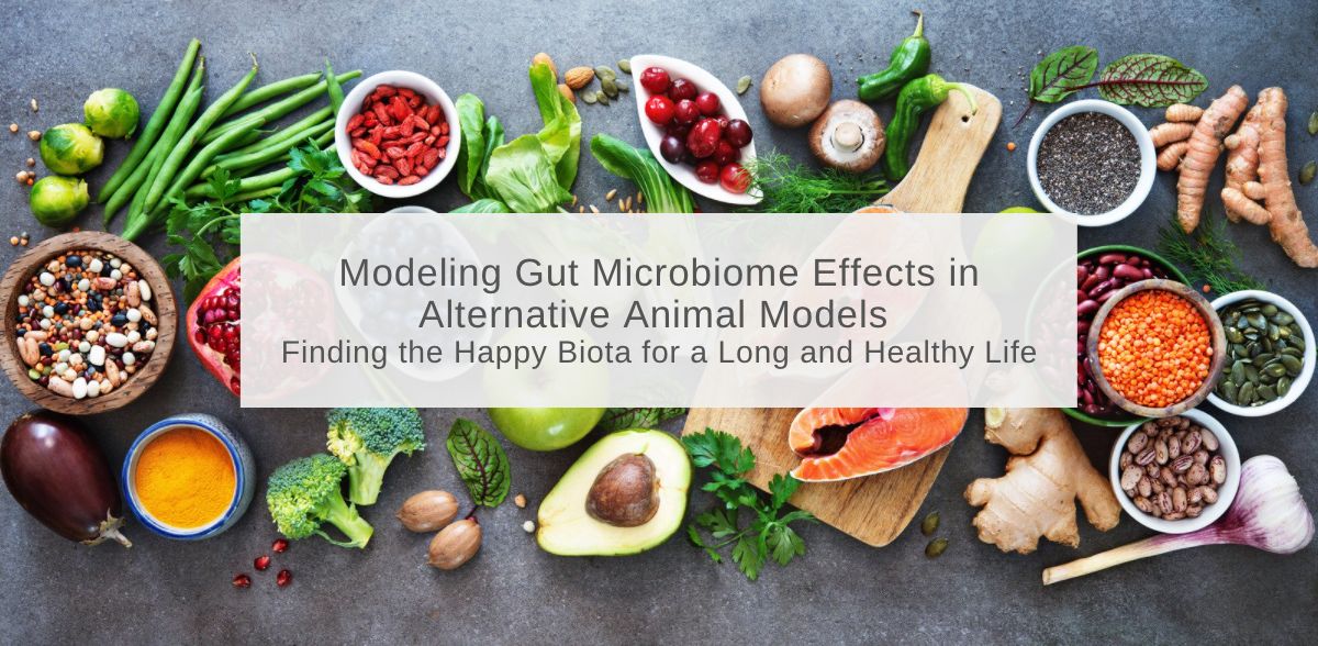 Modeling Gut Microbiome Effects In Alternative Animal Models – Finding The  Happy Biota For A Long And Healthy Life - InVivo Biosystems