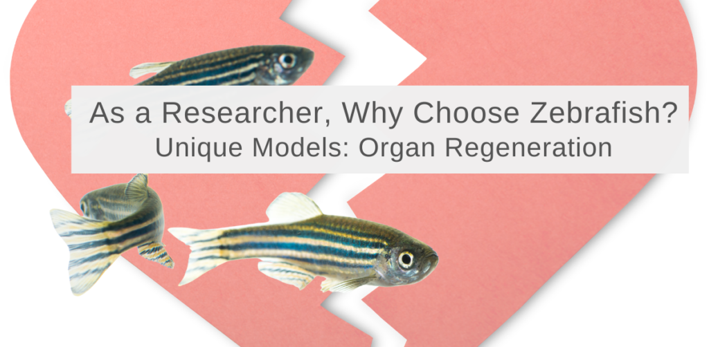 zebrafish as a unique model to research organ regeneration
