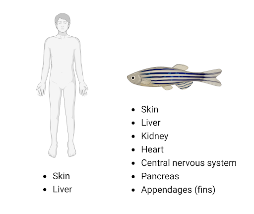 Fully regenerating organs in humans and zebrafish