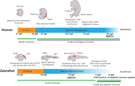 Development of human and zebrafish immune systems