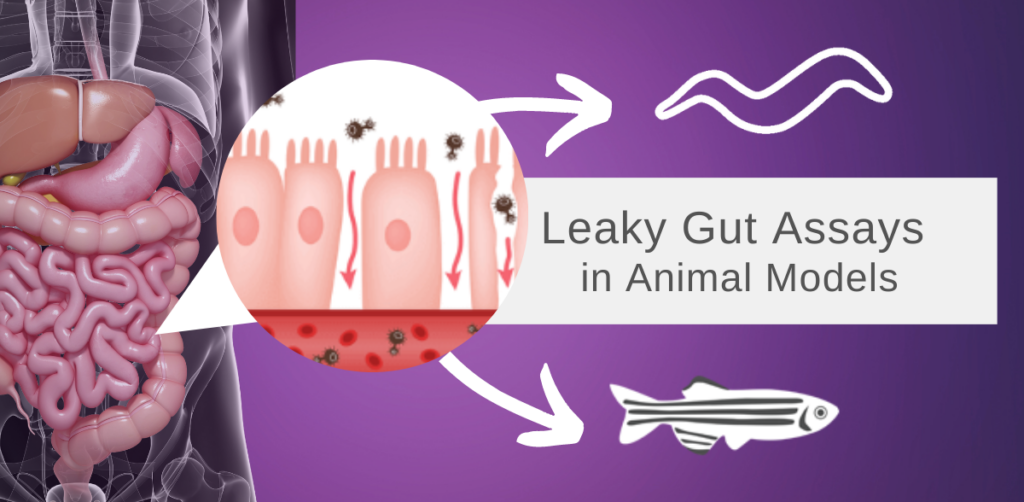Leaky gut assays feature image