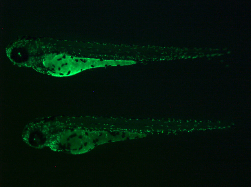 Zebrafish mfap4:EGFP transgenic lines