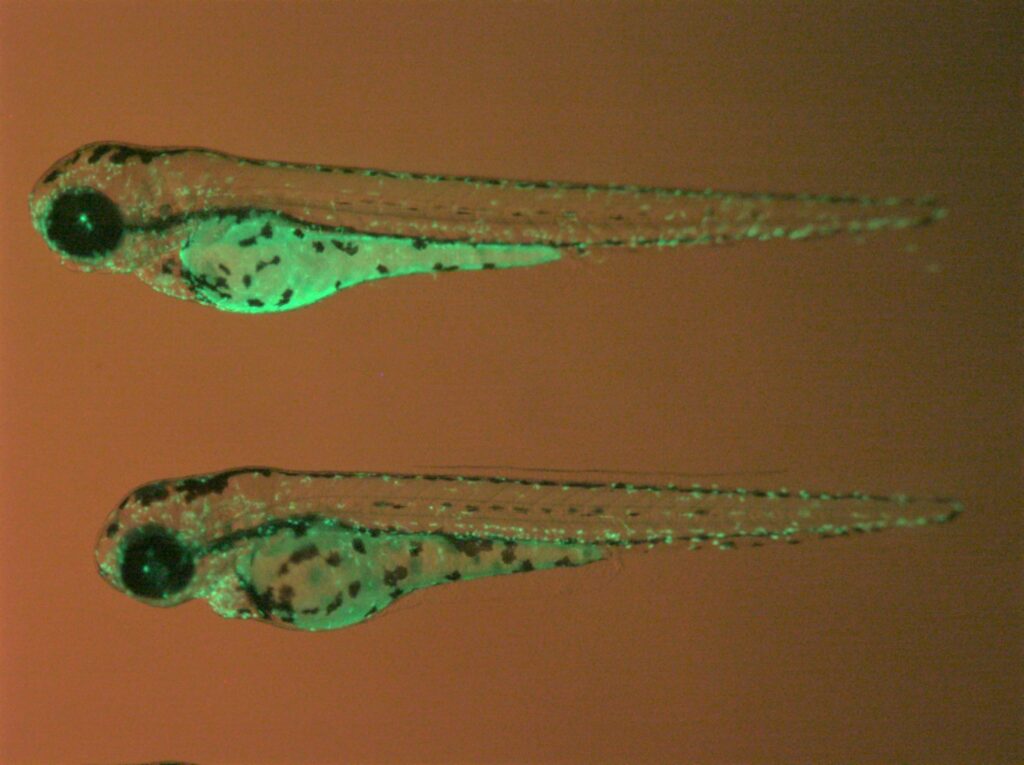 Zebrafish mfap4:EGFP transgenic lines