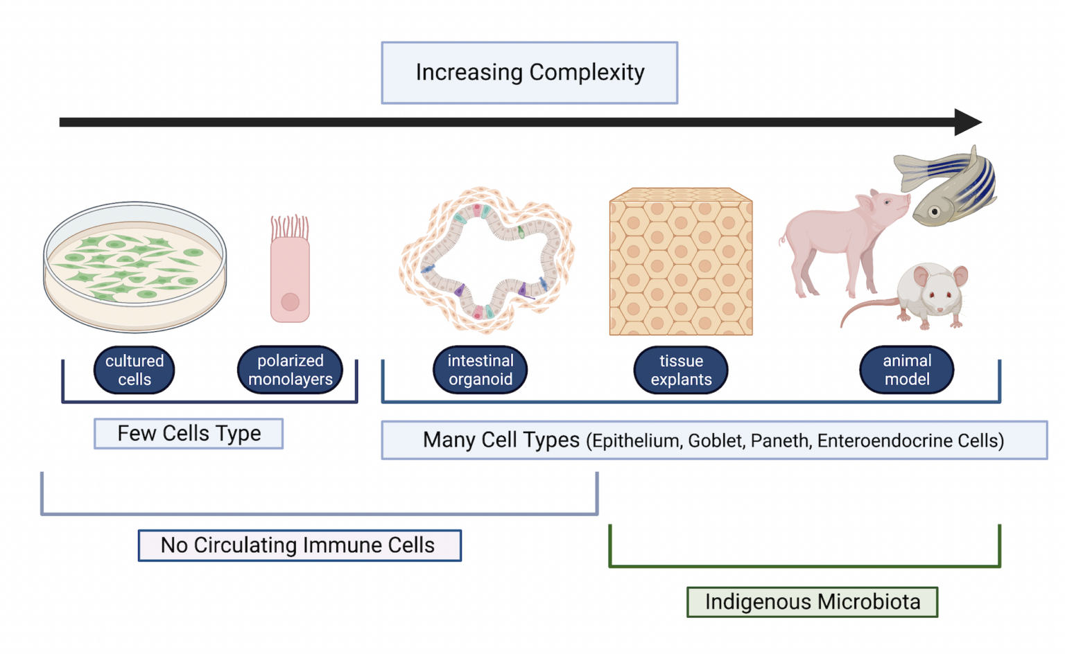 Comparison of model systems to study host-microbe interactions.