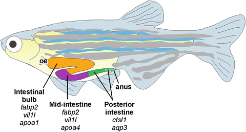 Image 2. Anatomy of zebrafish stomach