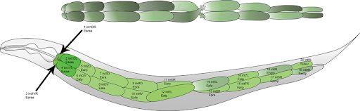 Layout of cells comprising the adult C. elegans intestine.