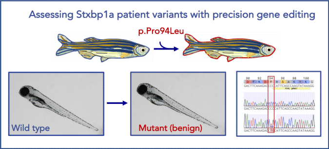 Modeling STXBP1 Patient Variants In Zebrafish | InVivo Biosystems