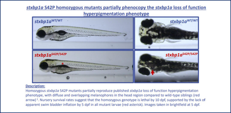 stxbp1a S42P Homozygous mutants | InVivo Biosystems