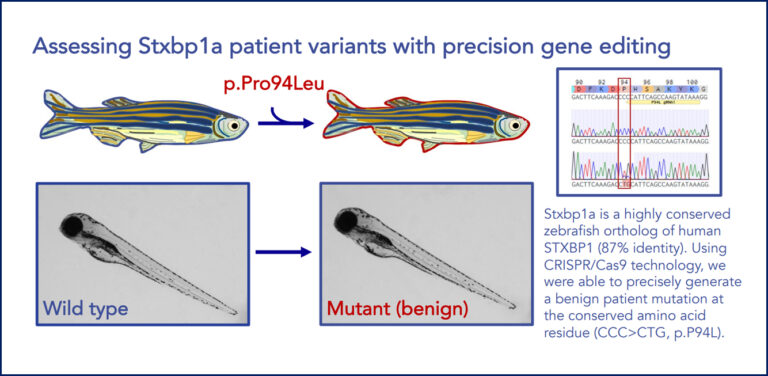 Precise point mutation of stxbp 1a in zebrafish | InVivo Biosystems