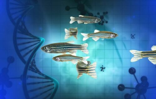 CRISPR ZEBRAFISH KNOCKIN | InVivo Biosystems