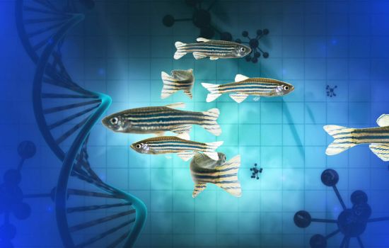 CRISPR ZEBRAFISH KNOCKIN | InVivo Biosystems