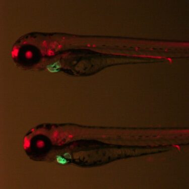 two zebra fish in early stages of development
